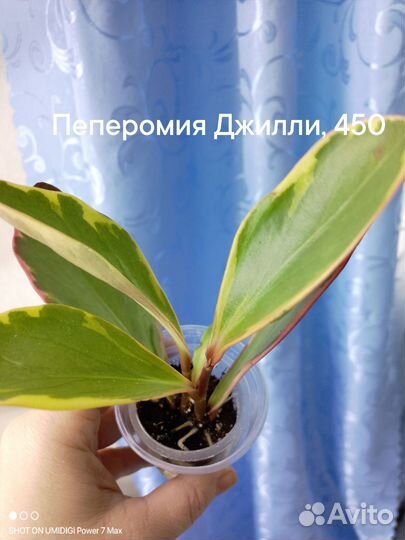 Комнатные цветы
