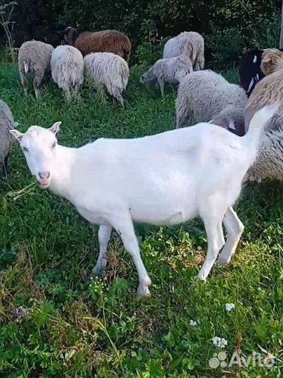 Козы ламанча