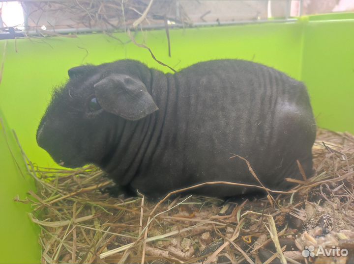 Морская свинка скинни