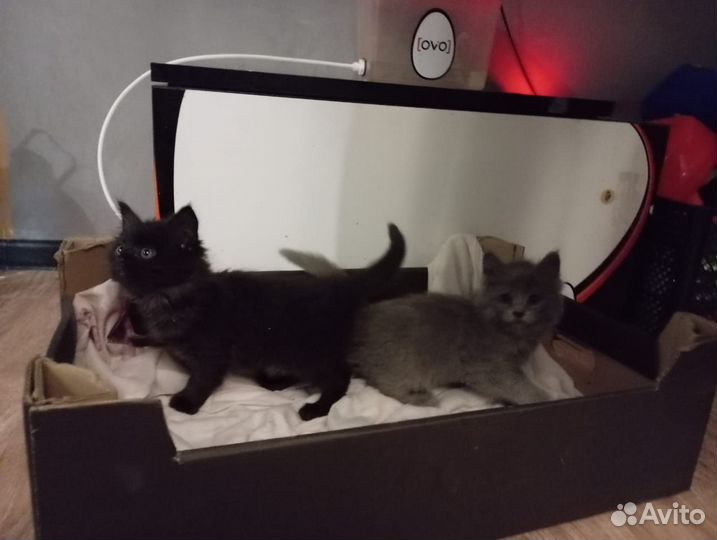 Котята мейн-кун