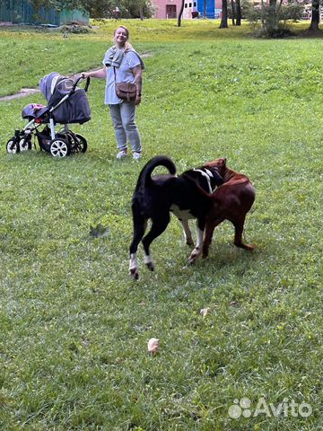 Родезийский риджбек щенок 4мес объявление продам