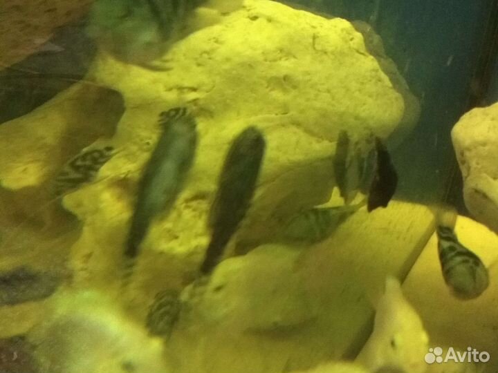 Аквариумная рыба, аквариумы