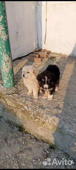 Собака в добрые руки маленькая порода