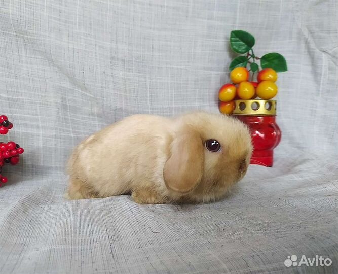 Декоративные кролики мини