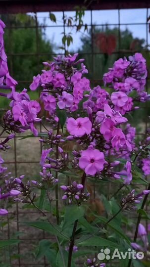 Флоксы, ирисы, вейгела многолетники