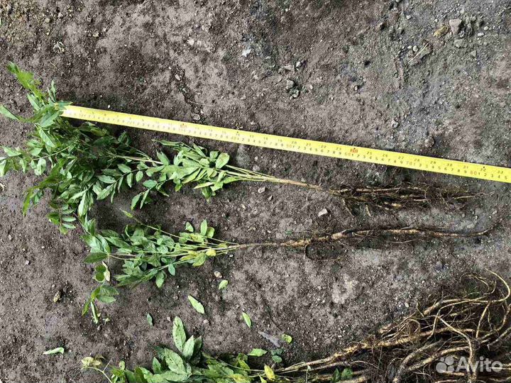 Глициния саженцы.блю мун