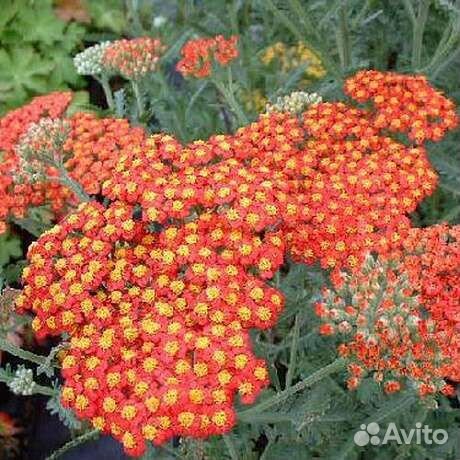 Тысячелистник Сортовой