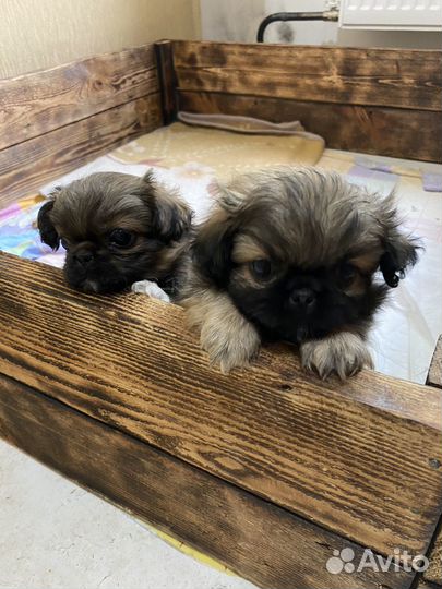 Щенки пекинеса