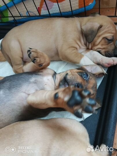 Щенки питбультерьера