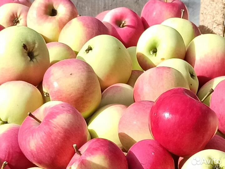 Черенки для прививки яблонь груш слив вишни черешн