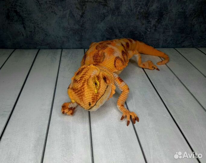 Игрушка агама