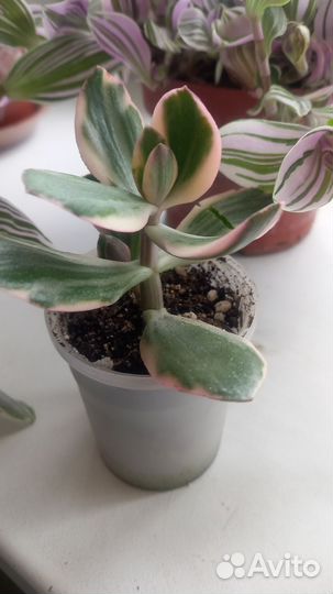 Толстянка вариегатная