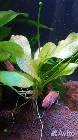 Эхинодорус крапчатый