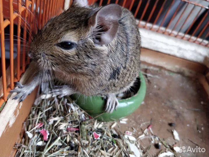 Продажа дегу