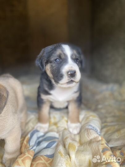 Щенки алабая