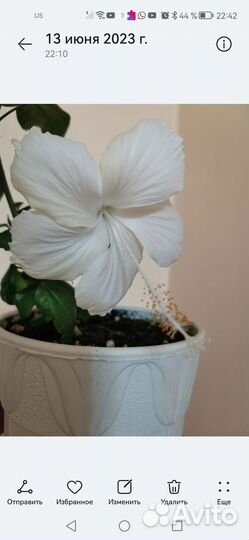 Гибискусы сортовые