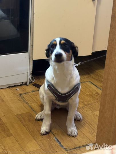 Джек рассел