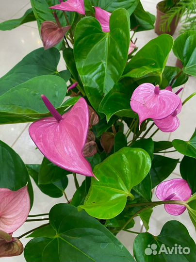 Антуриум перпл лав purple love