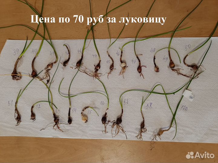 Зефирантес выскочка сортовой - ассорти