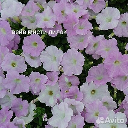 Петуния ампельная