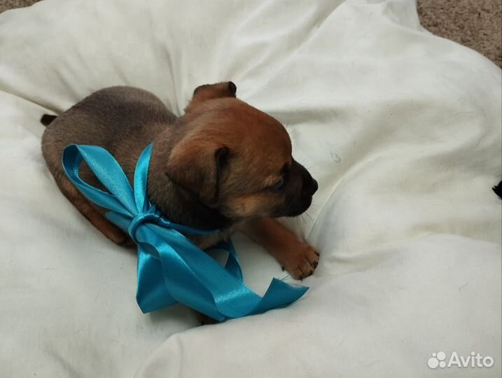 Щенки маленькой дворняжки им только месяц