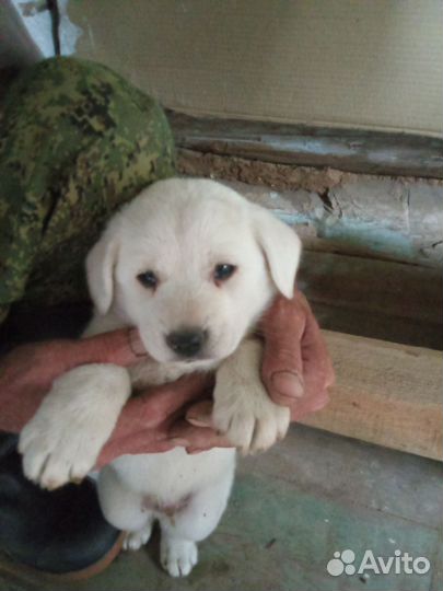 Щенки, собочата