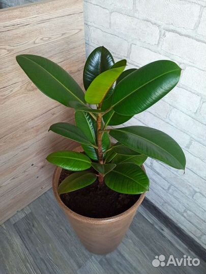 Фикус каучуконосный