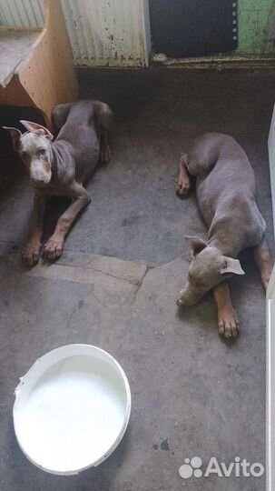 Собаки щенки добермана