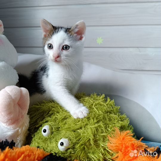 Кошка в дар бесплатно