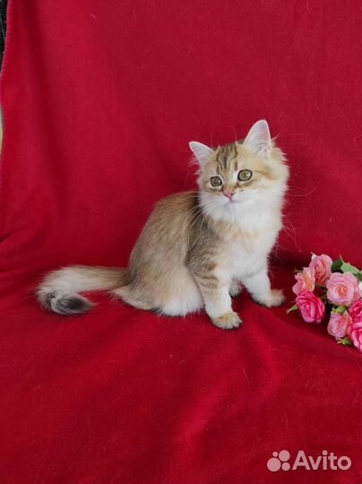 Британская длинношерстная золотая шиншилла