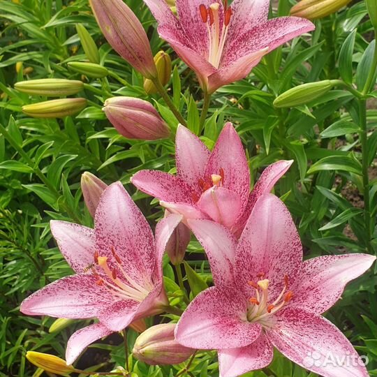 Многолетники для сада цветы