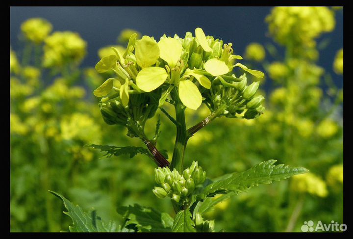 Семена Горчицы Белой оптом