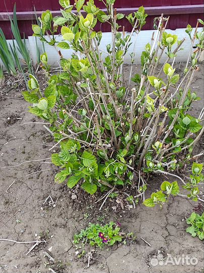 Гортензия древовидная, белая