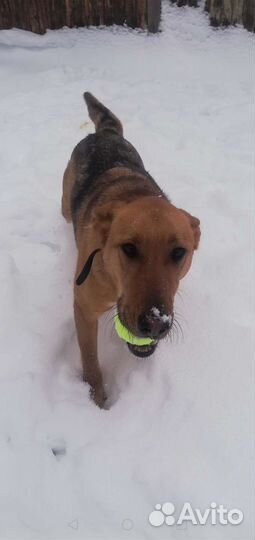 Умняшка Леди Фьорд