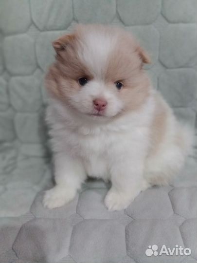 Щенки шпица