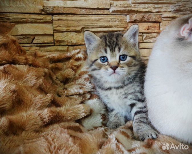 Шотландские вислоушечки