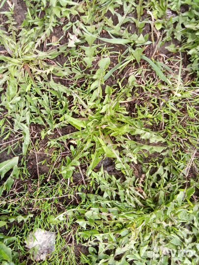 Сушеные корни одуванчика и лопуха