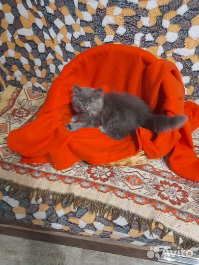 Британские котята