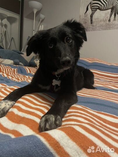 Передержка домашних животных