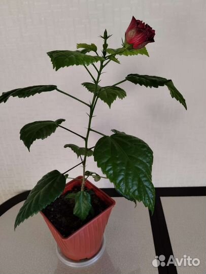 Комнатные цветы гибискус