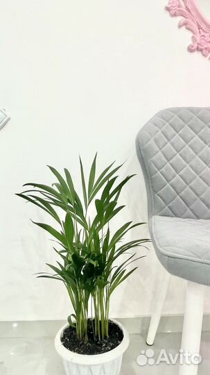 Пальма дипсис