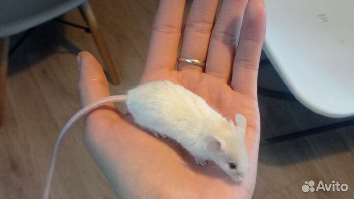 Декоративные мыши