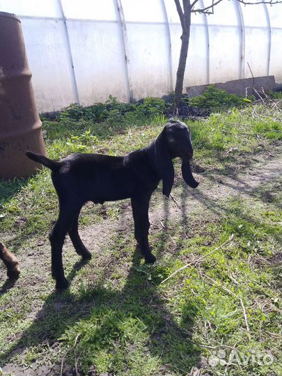 Нубийские козлята и козочки