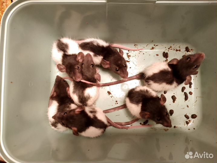 Крыса дамбо