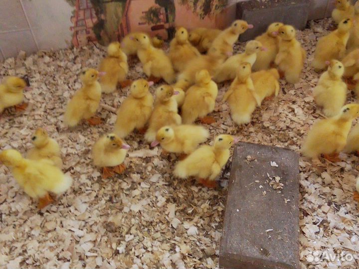 Муларды, утки, гуси