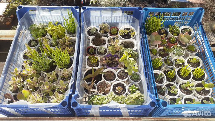 Кактусы и суккуленты