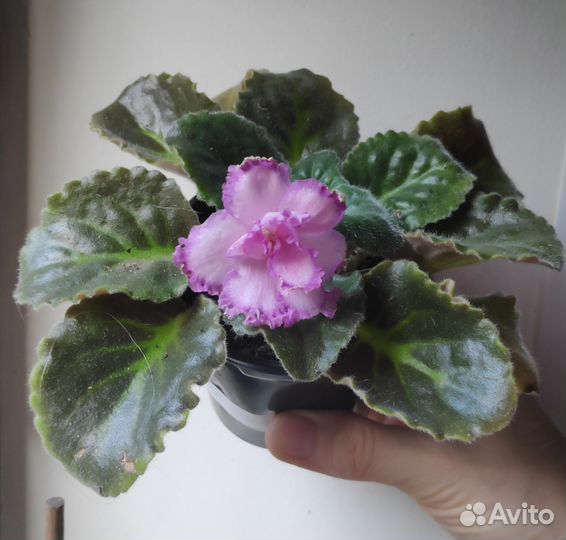 Фиалка рс-Мюзикл