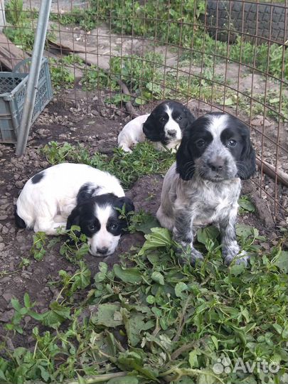 Собаки щенки спаниель