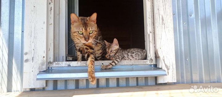 Бенгальские котята
