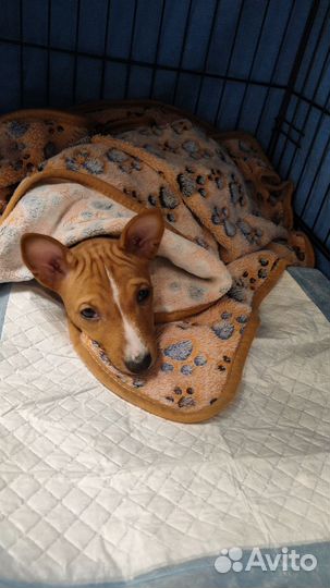 Щенки басенджи